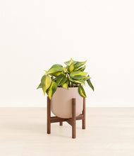 Load image into Gallery viewer, Sandy Pink stand:walnut