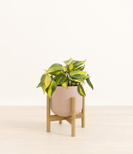 Load image into Gallery viewer, Sandy Pink stand:bamboo
