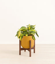 Load image into Gallery viewer, Sunset Orange stand:walnut