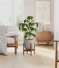 Load image into Gallery viewer, Sage Green stand:walnut