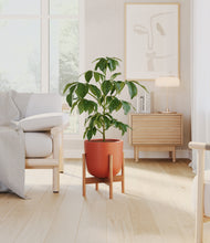 Load image into Gallery viewer, Earth Red stand:bamboo