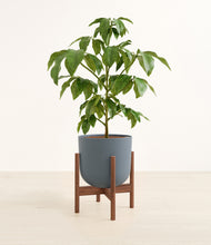 Load image into Gallery viewer, Iron Gray stand:walnut