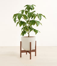 Load image into Gallery viewer, Natural Bamboo stand:walnut