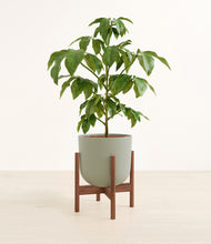 Load image into Gallery viewer, Sage Green stand:walnut