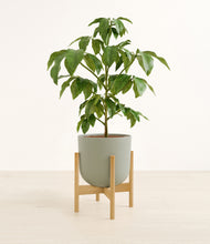 Load image into Gallery viewer, Sage Green stand:bamboo