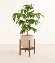 Load image into Gallery viewer, Sandy Pink stand:walnut