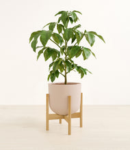 Load image into Gallery viewer, Sandy Pink stand:bamboo