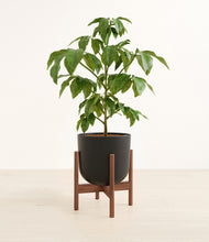 Load image into Gallery viewer, Stone Black stand:walnut