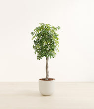 Load image into Gallery viewer, Natural Bamboo*****Profile