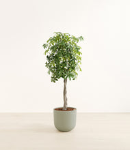 Load image into Gallery viewer, Sage Green*****Profile