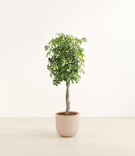 Load image into Gallery viewer, Sandy Pink*****Profile