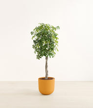 Load image into Gallery viewer, Sunset Orange*****Profile