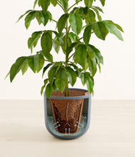 Load image into Gallery viewer, Sage Green stand:all