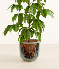 Load image into Gallery viewer, Earth Red stand:all