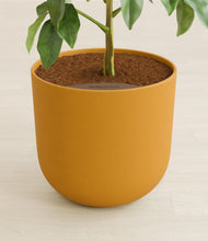 Load image into Gallery viewer, Sunset Orange stand:all