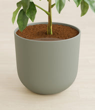 Load image into Gallery viewer, Sage Green stand:all