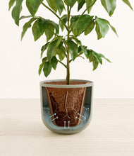 Load image into Gallery viewer, Sage Green stand:all