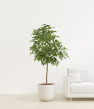 Load image into Gallery viewer, Natural Bamboo