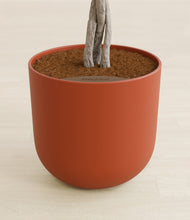 Load image into Gallery viewer, Earth Red stand:all