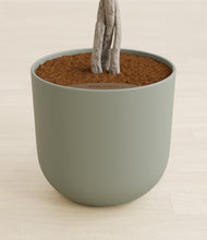 Load image into Gallery viewer, Sage Green stand:all