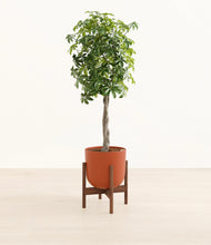 Load image into Gallery viewer, Earth Red stand:walnut