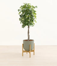 Load image into Gallery viewer, Sage Green stand:bamboo