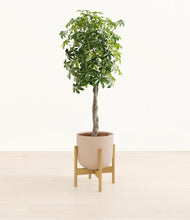 Load image into Gallery viewer, Sandy Pink stand:bamboo