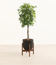 Load image into Gallery viewer, Stone Black stand:walnut