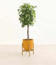 Load image into Gallery viewer, Sunset Orange stand:bamboo