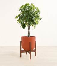 Load image into Gallery viewer, Earth Red stand:walnut