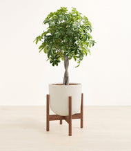 Load image into Gallery viewer, Natural Bamboo stand:walnut