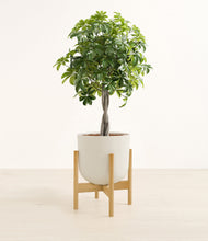 Load image into Gallery viewer, Natural Bamboo stand:bamboo