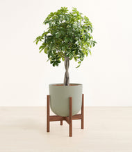 Load image into Gallery viewer, Sage Green stand:walnut