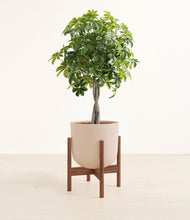 Load image into Gallery viewer, Sandy Pink stand:walnut