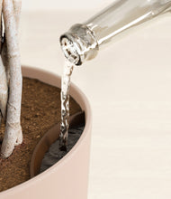 Load image into Gallery viewer, Sandy Pink stand:all