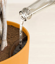 Load image into Gallery viewer, Sunset Orange stand:all