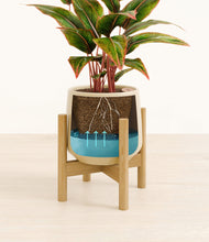 Load image into Gallery viewer, Almond Green stand:bamboo