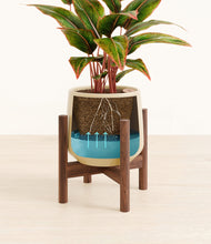 Load image into Gallery viewer, Almond Green stand:walnut