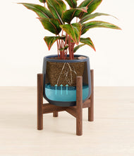 Load image into Gallery viewer, Deep Navy stand:walnut