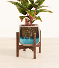 Load image into Gallery viewer, Eternal Gray stand:walnut