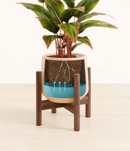 Load image into Gallery viewer, Gentle Pink stand:walnut