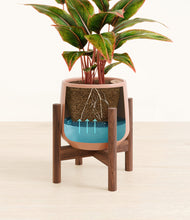 Load image into Gallery viewer, Calm Rose stand:walnut