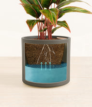 Load image into Gallery viewer, Dark Olive