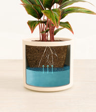 Load image into Gallery viewer, Cream