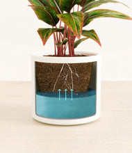 Load image into Gallery viewer, White