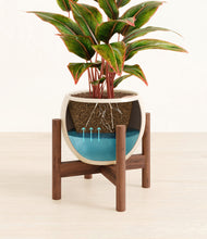 Load image into Gallery viewer, Shiny EggWhite stand:walnut