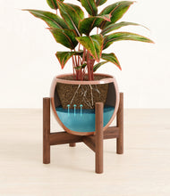 Load image into Gallery viewer, Calm Rose stand:walnut
