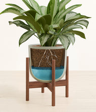 Load image into Gallery viewer, Sage Green stand:walnut