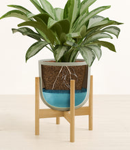 Load image into Gallery viewer, Sage Green stand:bamboo