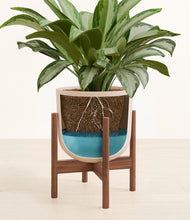 Load image into Gallery viewer, Sandy Pink stand:walnut